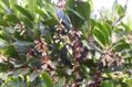 Synsepalum dulcificum
